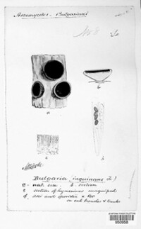 Bulgaria inquinans image